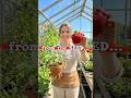 Grow Strawberries From Store Bought Fruit 🍓 #gardeninghacks #diygarden#strawbery