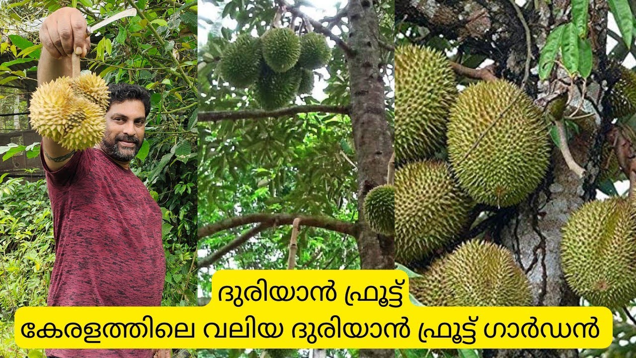 കേരളത്തിലെ ഏറ്റവും വലിയ ദുരിയാൻ ഫ്രൂട് ഗാർഡൻDurian Fruit garden YouTube