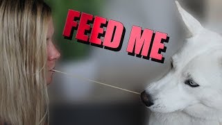 Feeding My Dog With My Mouth Challenge