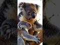 The Baby Koala’s First Meal... Is Her Mother’s Feces #animalfacts #wildlife #koalafacts