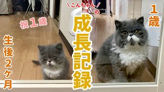 【祝1歳】エキゾチックショートヘア猫こんちゃんの生後2ヶ月12ヶ月の成長記録