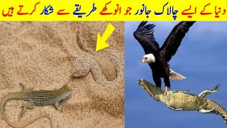 Top Animal Hunting Techniques | Most Amazing Moments Of Wild Animal Fights | Sanwal Tv screenshot 4