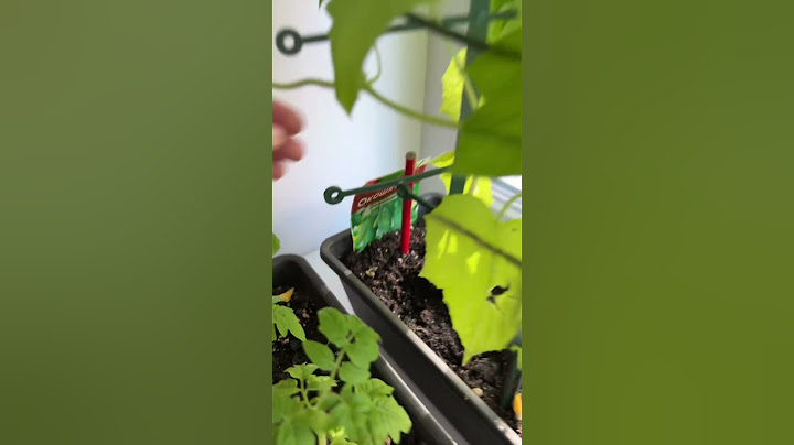 Вот и огурчики появились 🥒 у нас на нашей домашней грядочке 👍, всем добра и лучики света 👐👋