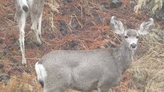 Mule deer spotted after the Project TouCans K4516 POTA Activation