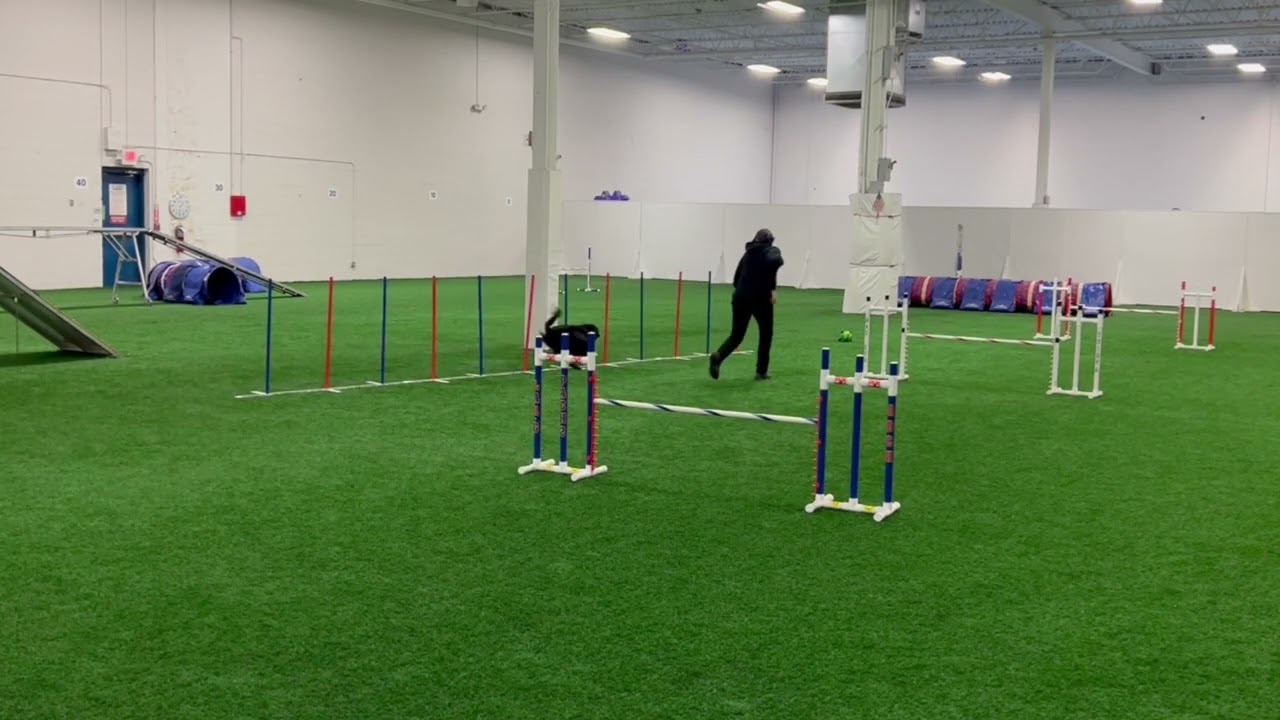 Speedoggie Agility Level Up Skill Training: Touché  Training