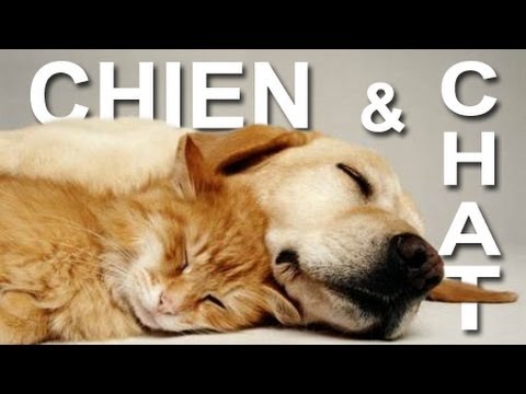 Chien et chat