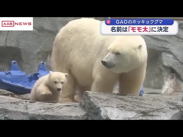 The polar bear at Oga Aquarium GAO ​​has been named 