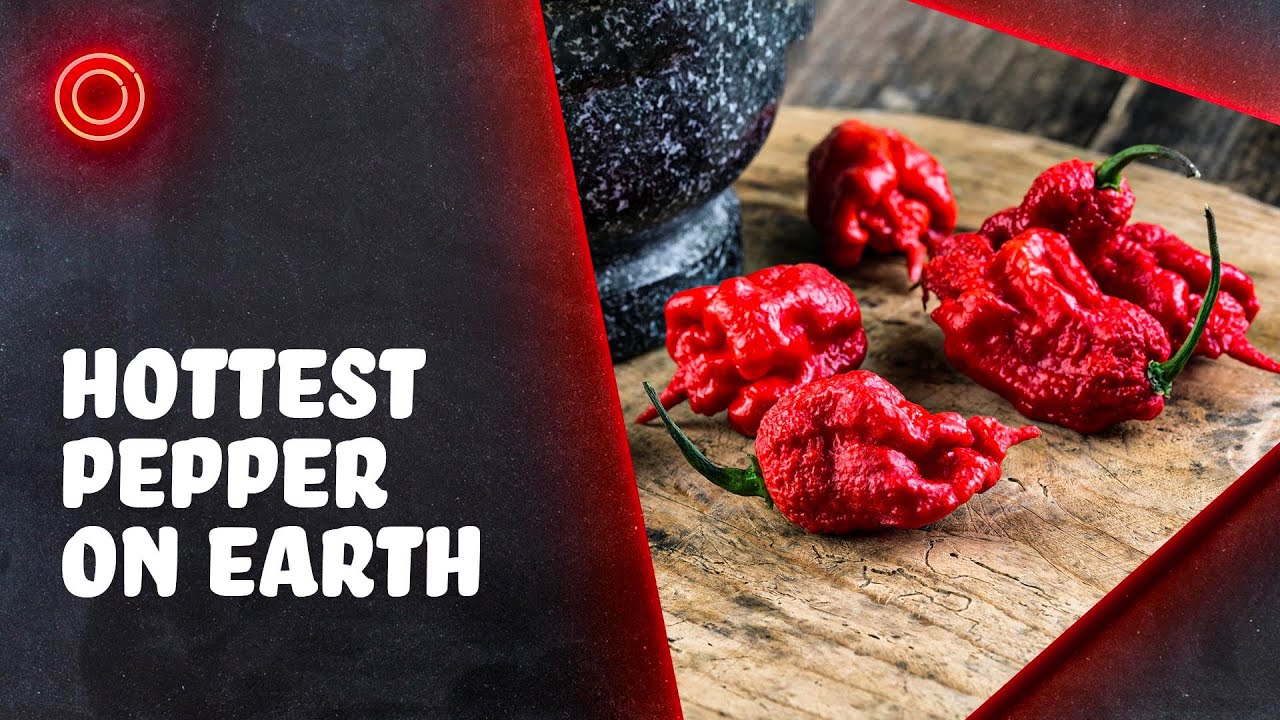 Where Did the World's Hottest Pepper Come From? - YouTube