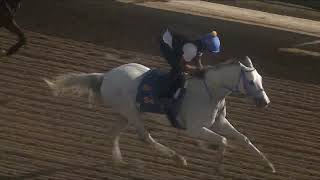 Gulfstream Park: White Abarrio Work Out at Gulfstream Park on 1/11/2026
