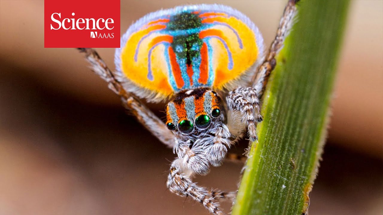 How Jumping Spiders See in Color, Smart News