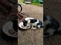 Cute baby Cat Funny Shorts video Real Cute Cat Vairal Video Foryou video Like support follow 2026