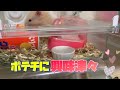 ハムスターにポテチあげてみた