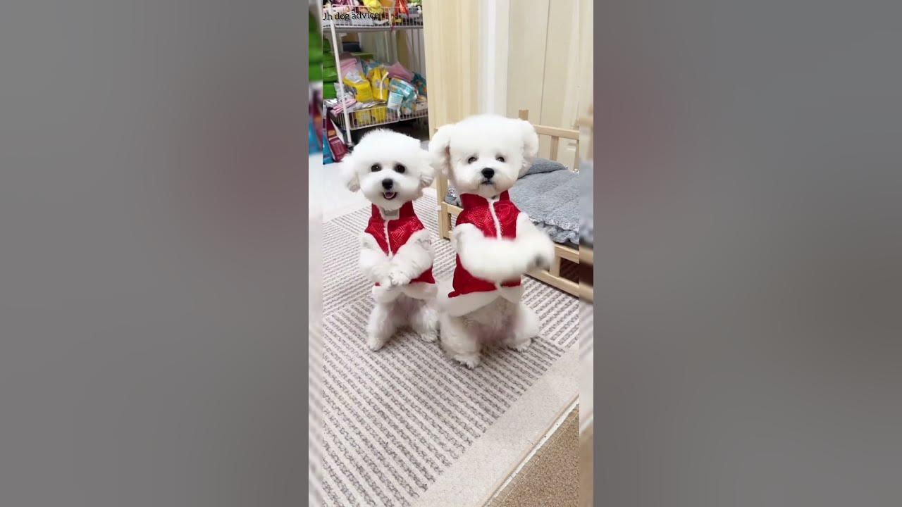 poodle-dog-price-in-india-cute-puppies-price-toy-poodle-shorts