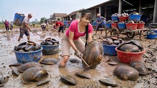 Farmer Girl Catching Giant Mussels Under The Mud | Bring To Countryside Market Sell screenshot 4