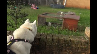 Guinea Pigs screaming at a Husky going walkies by 2DogsVlogs 136 views 10 days ago 3 minutes, 21 seconds