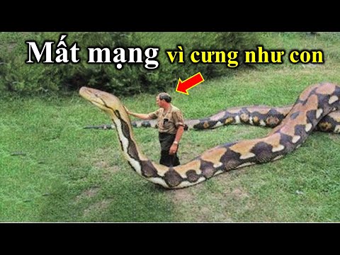 Video 10 THÚ CƯNG Khổng Lồ Và ĐỘC NHẤT Vô Nhị Mà Mọi Người... - youtube
