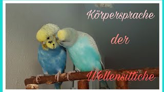 Körpersprache der Wellensittiche🐦