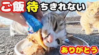 ご飯が待ち切れない猫の行動とは?さくらねこへのエサやり【視聴だけでも猫を助けることになります】支援者様 視聴者様 猫たちに神のご加護を!野良猫の感動猫動画