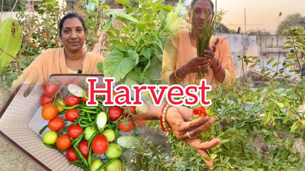 Munaga kayalu , mirapakayalu,vankayalu ,tomato harvest