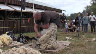 Sheep Shearing Salt Spring Island Fall Fair part 6