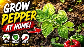 Pirate king First time planting peppers #pirarteking #planting #gardening 