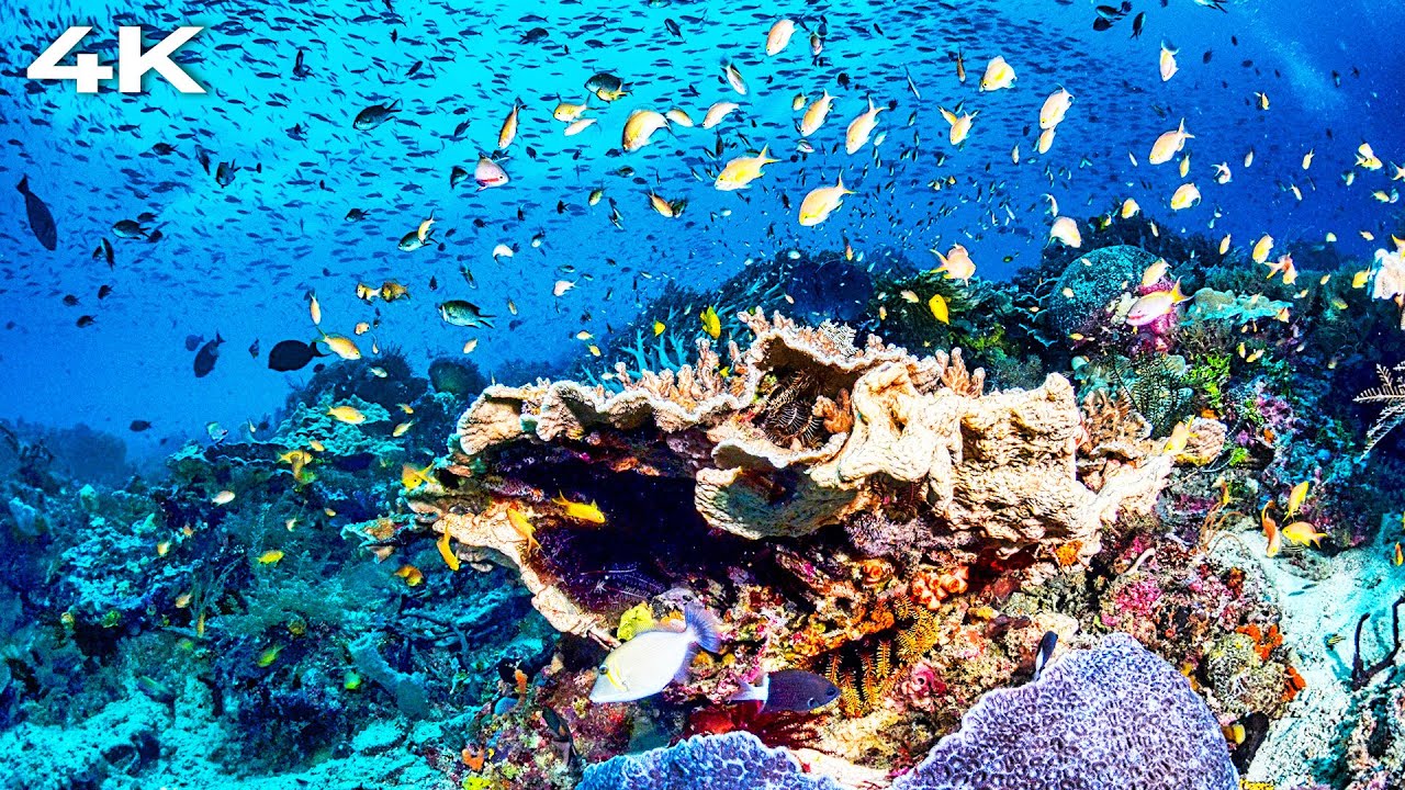 Tonton Underwater Fish Tank | Aquarium Ambience | No Music | Water Sounds | Tropical Fish | Reef Fish di YouTube Tonton Underwater Fish Tank | Aquarium Ambience | No Music | Water Sounds | Tropical Fish | Reef Fish di YouTube