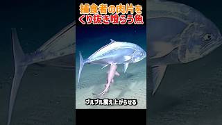 【閲覧注意】ホホジロザメすら逃げ出す、海の恐怖ダルマザメ！　#雑学 #豆知識 #クッキーカッターシャーク #サメ #海の生き物 #動物の生態 #海洋生物 #衝撃映像 #生存戦略 #shorts