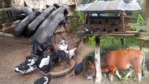 nyob toj siab ce ...pub qiab. pub npua. pub nyuj li no nawb