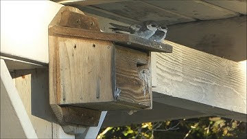 Violet Green Swallows fledging from the bird box