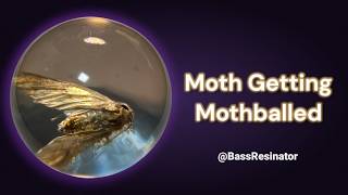 Moth Getting Mothballed #resinart #moth