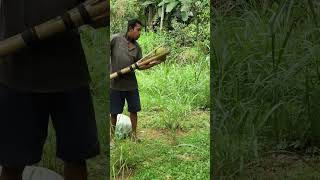 jolok jeruk putih di kebun #reels #shorts #vlog