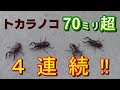 凄い！トカラノコギリクワガタ70ｍオーバー４連続羽化の掘り出し