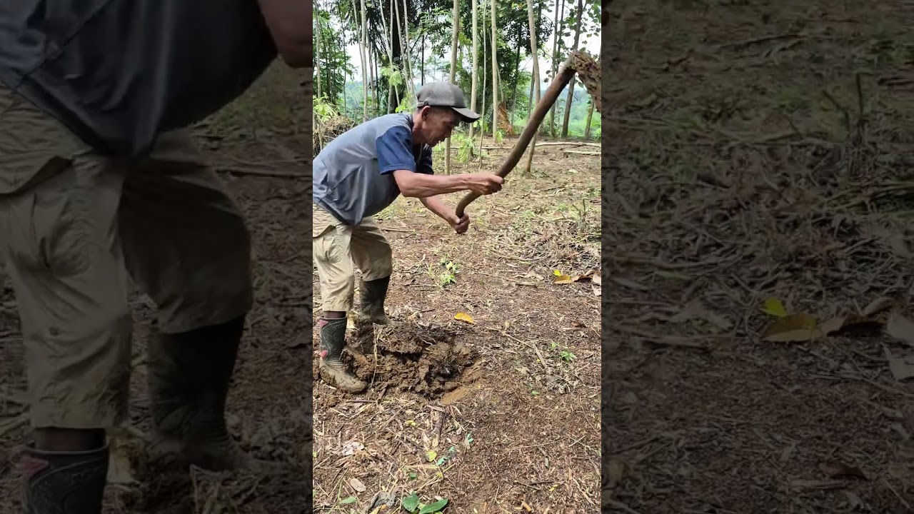 PEMBERSIHAN LAHAN KEBUN DURIAN DAN ALPUKAT