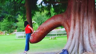 10 ARVORES MAIS INCOMUNS QUE VOCE NAO SABIA QUE EXISTIAM