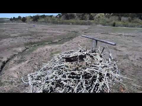 camera iphone 8 plus apk Cape Cod Museum of Natural History Live Stream