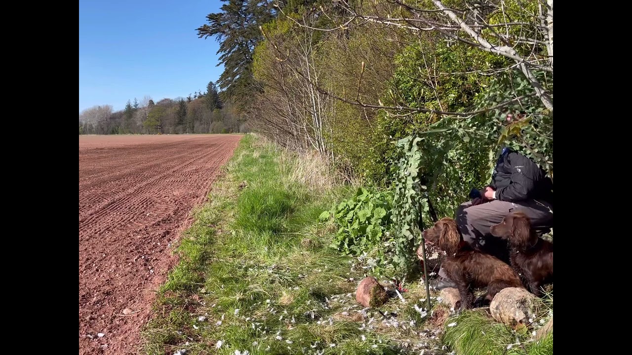 Pigeon Decoying in Scotland
