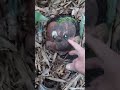 夢の国の国王❗️無惨な姿で発見されてしまう‥