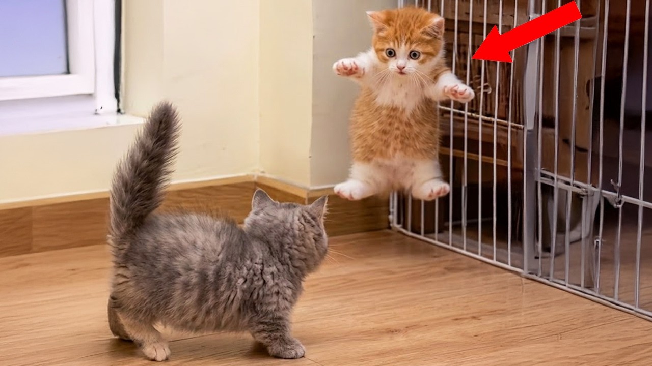 DRAMATIC Cats Freaking Out at Every Little Thing! 🤣 Funny Cat Videos