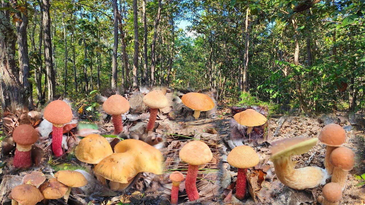 เก็บเห็ดผึ้งต่อเนื่องเจอดอกตูมๆงามๆล้นต่าครับ 15 พ. ย 2568