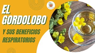 EL GORDOLOBO: Para Qué Sirve