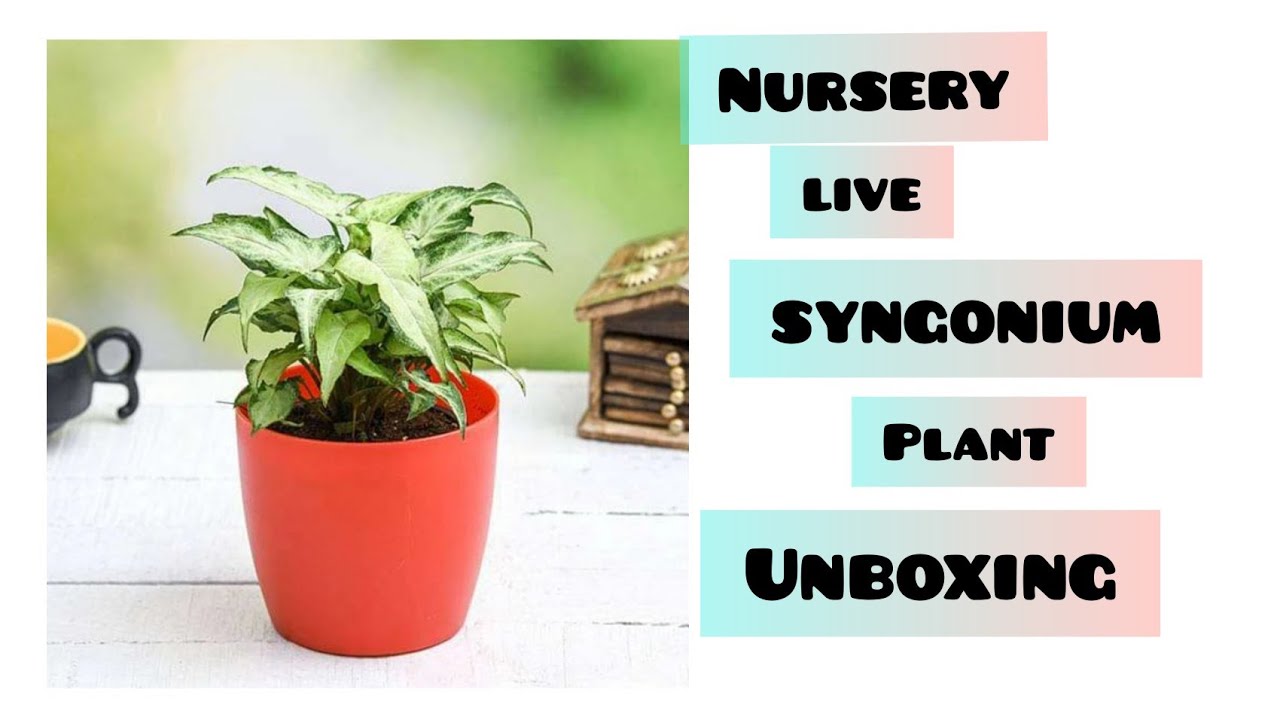 Nursery Live plant unboxing | Nursery Live | Syngonium plant unboxing | Plants