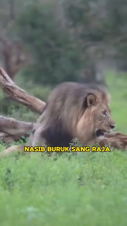 nasib sial di alami singa karena berburu sendirian  #animals #hewanbesar #facts #predator #singa