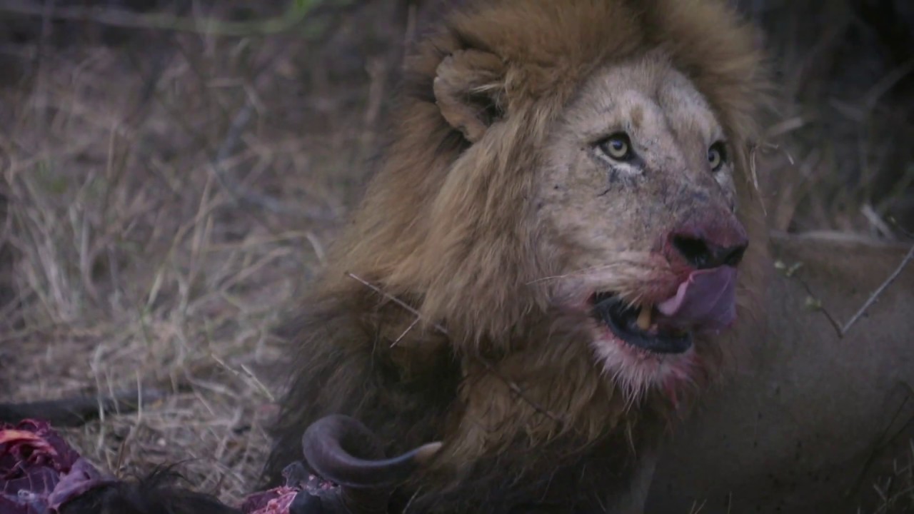 Local guides recruited for South Africa Tourism ad campaign