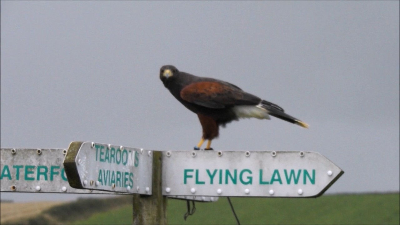 Birds of Prey - The Cornish Birds of Prey Centre