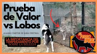 Prueba de valor 2 Alabaí frente a un Lobo - Distintos temperamentos by Elperroideal 1,525 views 2 months ago 3 minutes, 2 seconds