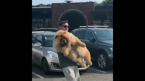 When your too lazy to walk 🥰😍🤣❤