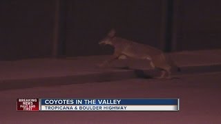 Coyotes killing pets in Henderson