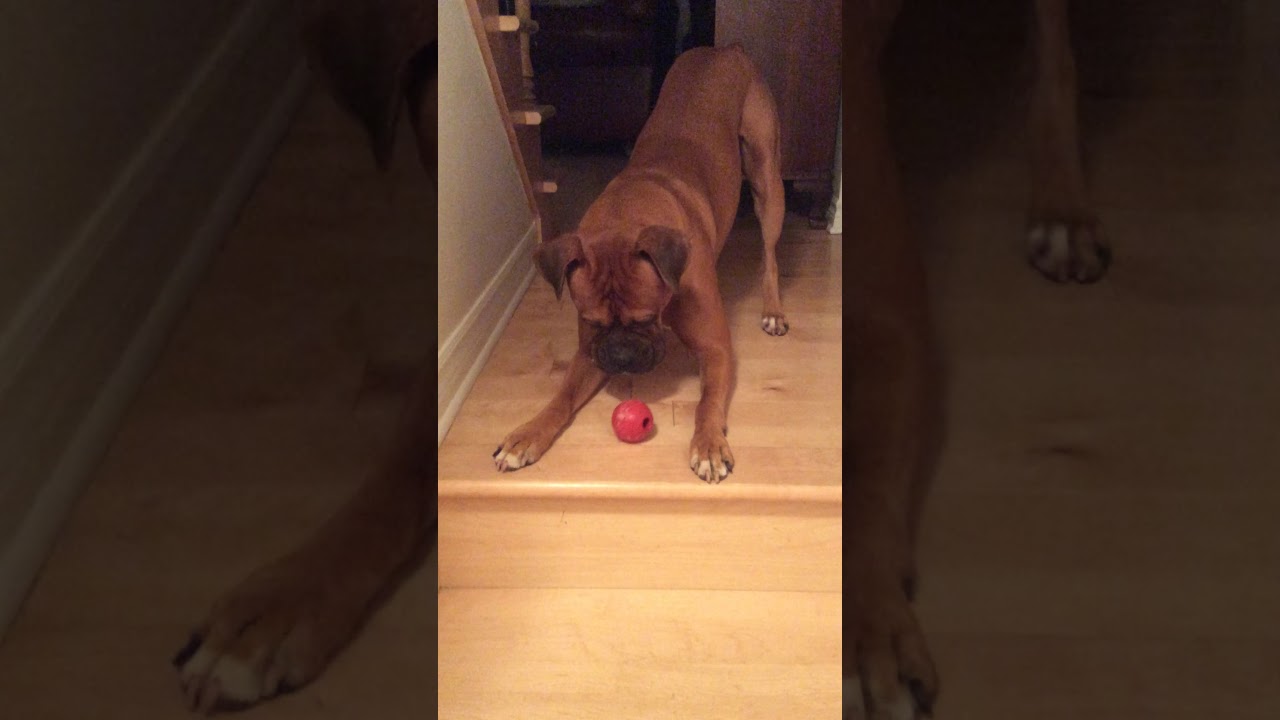 camera iphone 8 plus apk DAMON, throw and Catch!