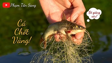 Buổi Chiều Đi Bắt Cá Bẻ Măng & Món Cá Đồng Nướng Cực Ngon | Phạm Tấn Sang