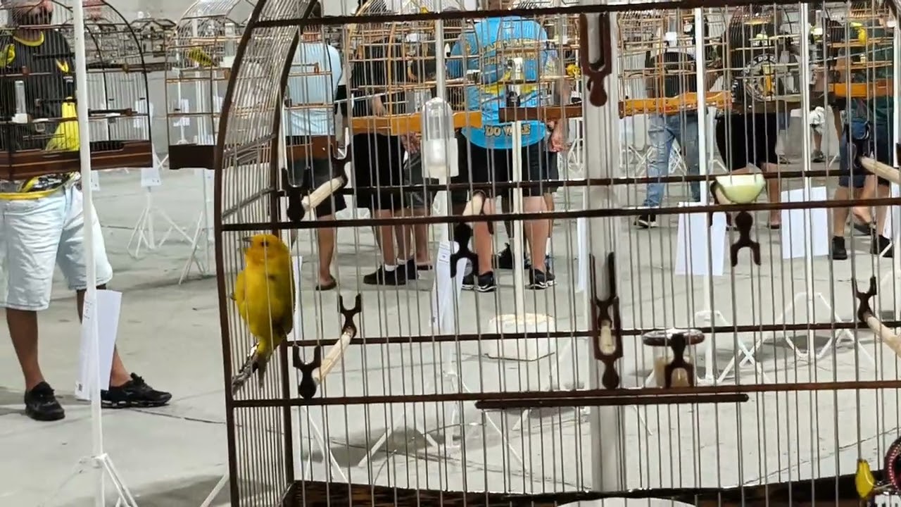 Canário Campeão com Menos de 2 Anos – Veja a Genética!